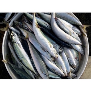 Cá nục trung - 0.5kg