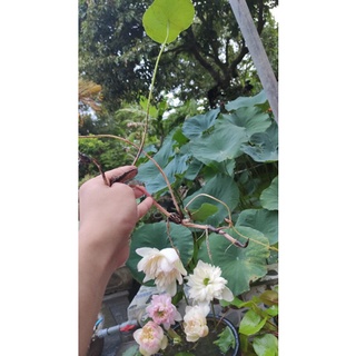 Combo củ ngó sen các loại