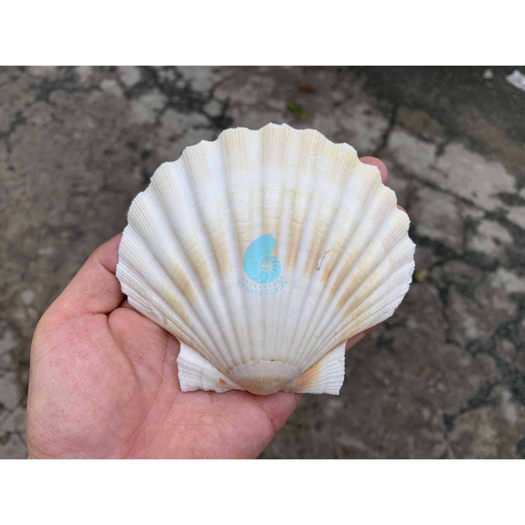 VỎ SÒ ĐIỆP NHẬT LOẠI DÀY -trang trí nhà cửa, bàn làm việc, bể cá cảnh, quà lưu niệm