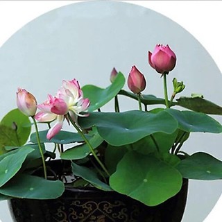 Hạt giống sen nhật mini