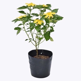 cây đông hầu ( dừa kem-dừa vàng)