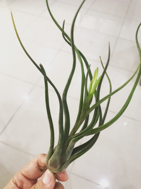 Cây không khí Tillandsia caput medusa lớn