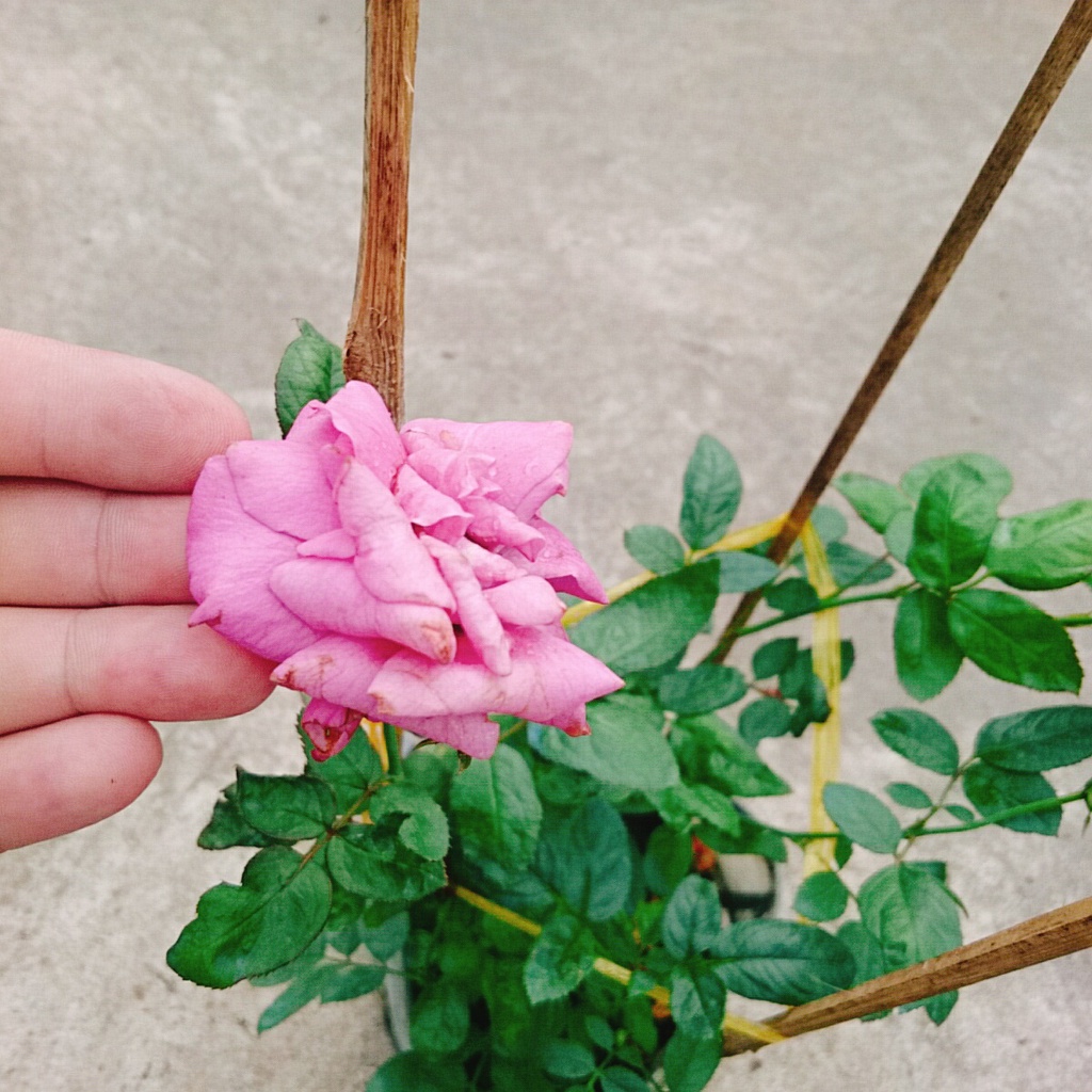 Hoa Hồng Tím  - caykiengsadec