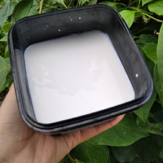 Men  làm sữa chua Viili Phần Lan