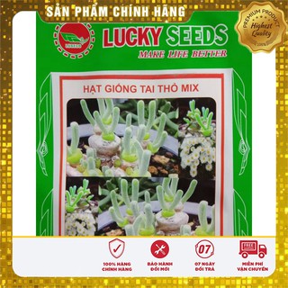 Hạt giống CÂY TAI THỎ ( 4 hạt )