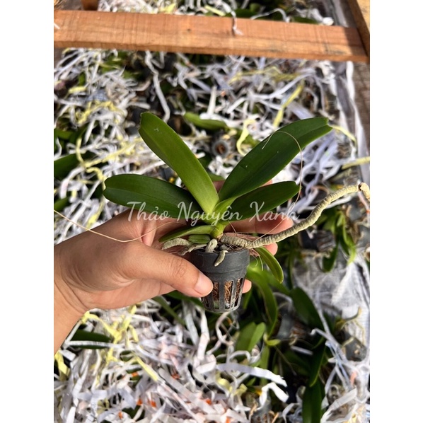 Đai Châu Cây Giống Nhiều Màu