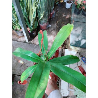 Cây nắp ấm cây ăn thịt côn trùng