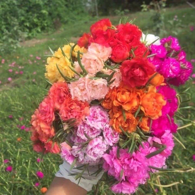 Combo 50 cành HOA MƯỜI GIỜ KÉP mix nhiều màu