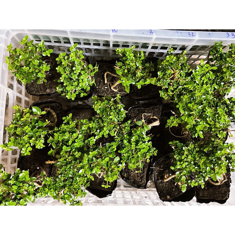 Sam hương mini (siêu mini) trang trí tiểu cảnh, Terrarium văn phòng Hà Nội