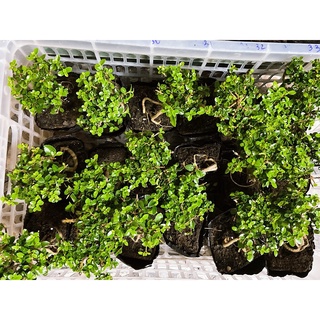 Sam hương mini (siêu mini) trang trí tiểu cảnh, Terrarium văn phòng Hà Nội