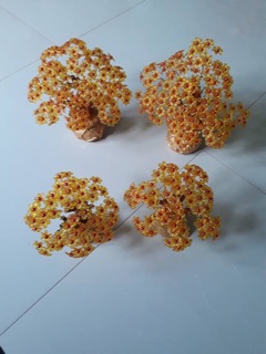 Cây kim tiền( thần tài)