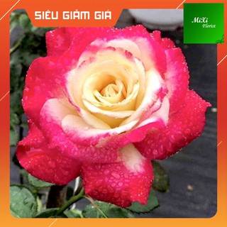 [Ảnh Thật] Cây Hoa Hồng Ngoại Double Delight Rose, Màu Hoa Hồng Song Hỷ Phù Hợp Sân, Vườn, Ban Công