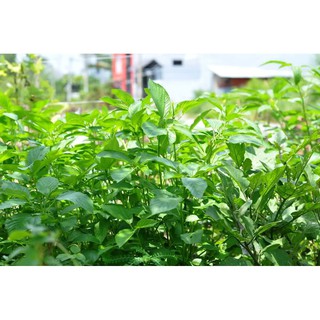 Hạt giống Rau Đay Trắng 20G