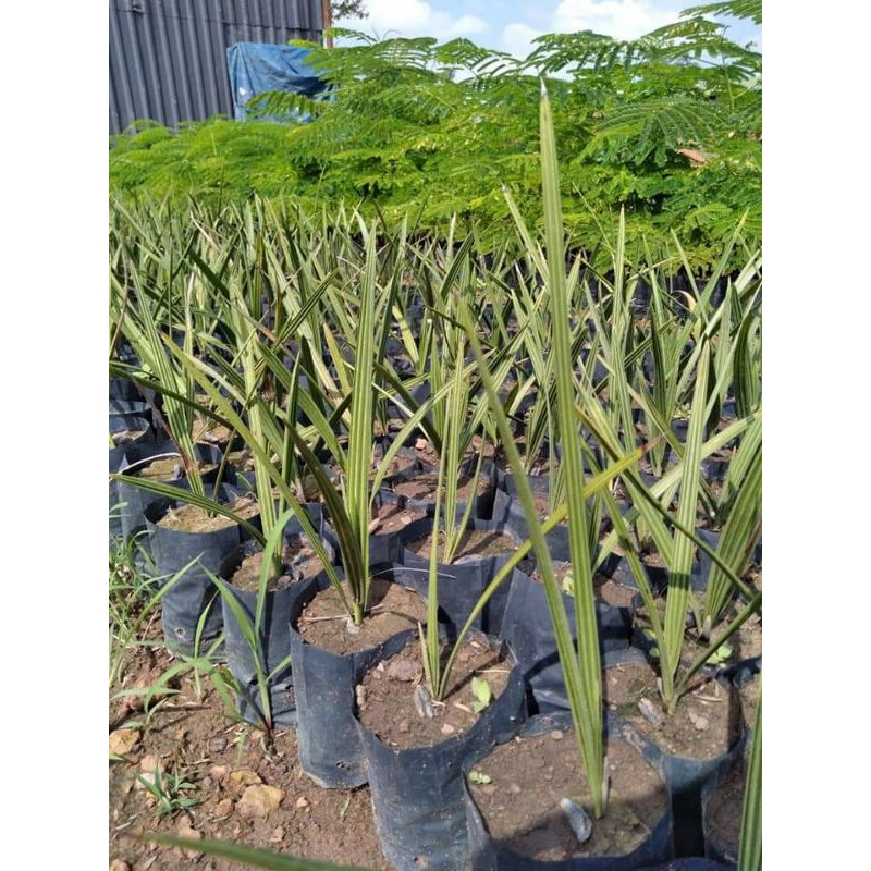Cây  giống  chà là  thái