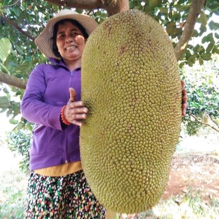 CÂY GIỐNG MÍT LÙN RUỘT ĐỎ ( CÂY GHÉP SIÊU SỚM)
