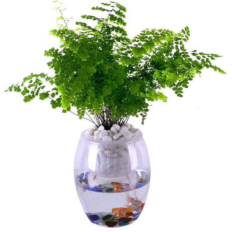 Cuộn Dây Bấc Tưới Cây Tự Động 5mm 50m