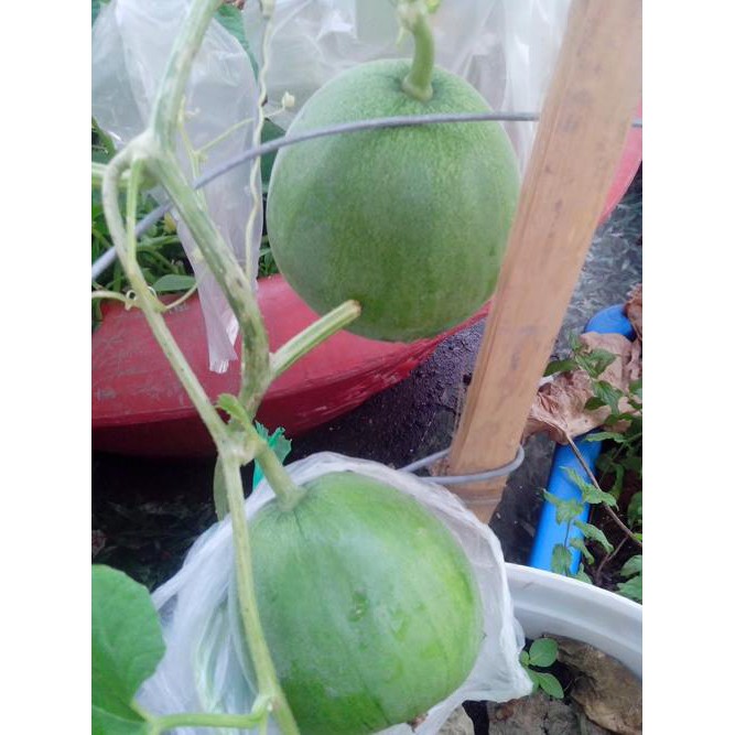 HẠT GIỐNG DƯA LÊ LỤC NGỌC SIÊU NGỌT F1