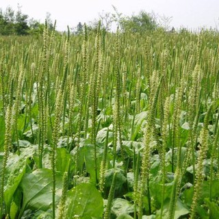 Hạt giống cây mã đề - Gói 2gram