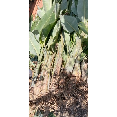 Cây chuối hột non trồng là sống cao từ 50cm