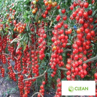 Hạt giống cà chua bi siêu quả ( 30 hạt)