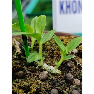 Phân bón hữu cơ GE chuối