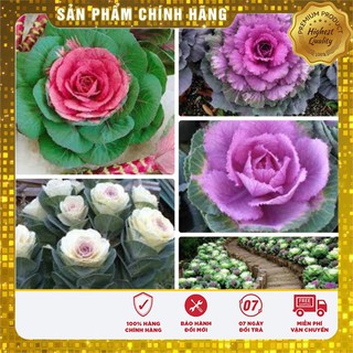 Hạt Giống Hoa Bắp Cải Cảnh - 20 hạt