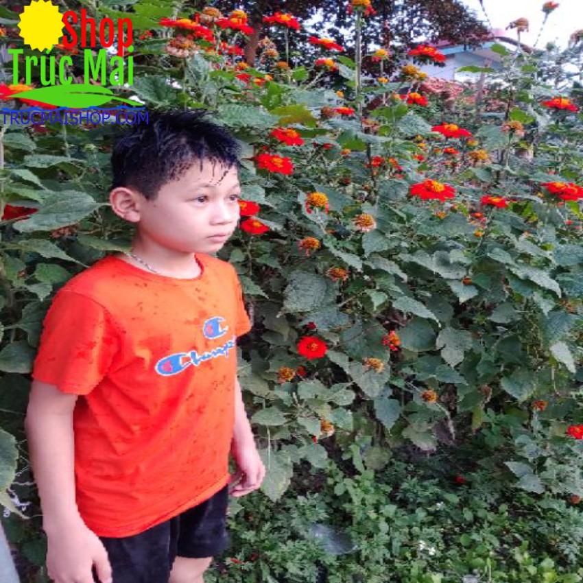 5 đài hạt giống cúc đỏ siêu hoa