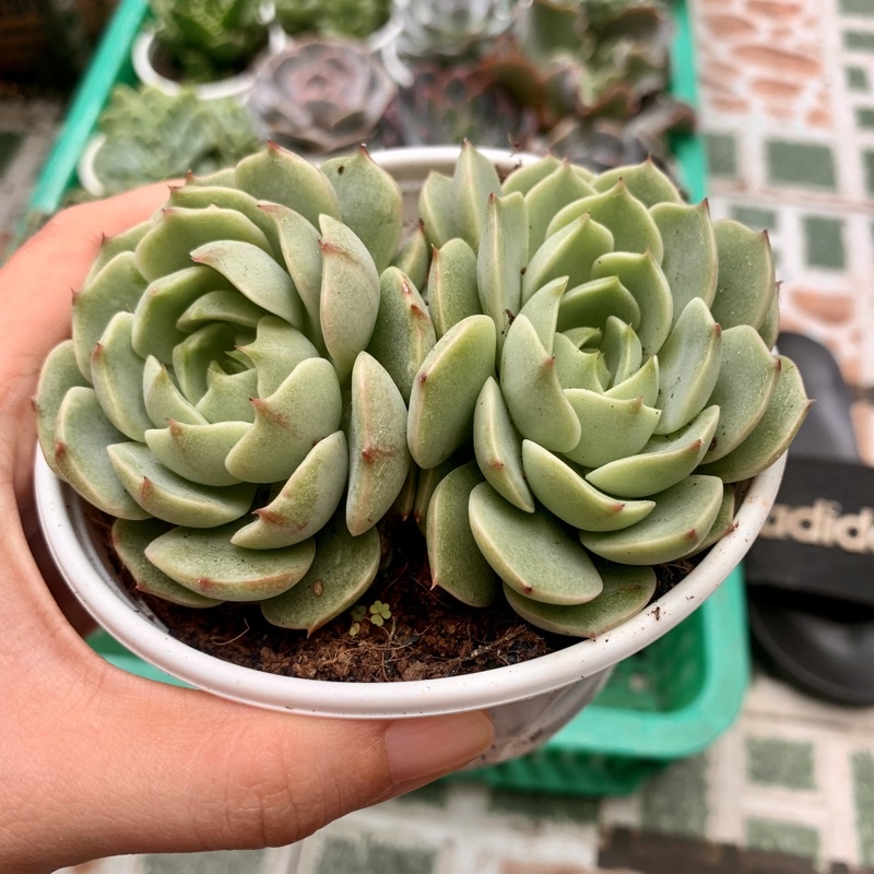 SEN ĐÁ VÂN MAI CHẬU TO 10cm  FREESHIP  ĐÃ THUẦN XỨ NÓNG SIU CUTE CHUẨN SIZE TRUNG TẶNG 1 PHỤ KIỆN KHI MUA 2 SẢN PHẨM