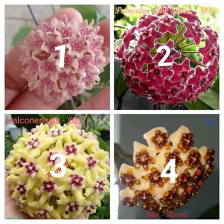 Combo 15 cây giống cẩm cù đủ màu