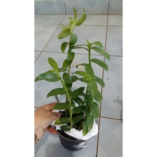 Lan phi điệp 5CT 1 KIE 16-20CM