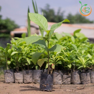 cây giống Giá Tỵ (gỗ tếch)