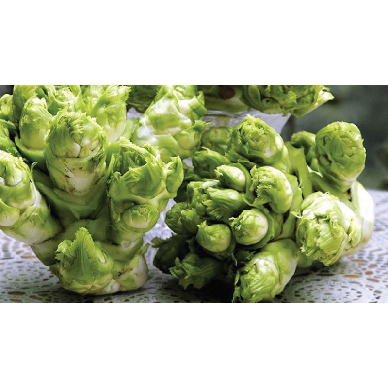 Hạt_Giống_Cải_Mầm_Đá 100 hạt ( tặng kèm kích mầm và phân bón)