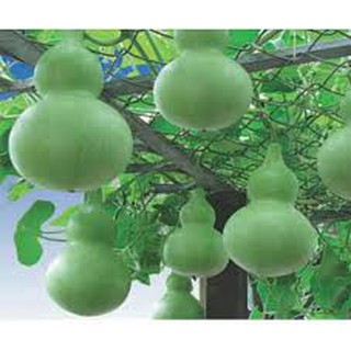 Hạt giống bầu hồ lô mini 10 hạt