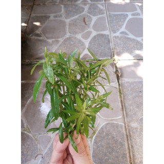 Cắt cắm - Bách Diệp Thảo - Dừa Sing