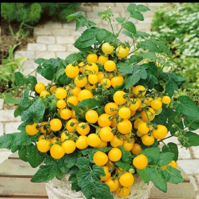 Hạt giống cà chua bi vàng