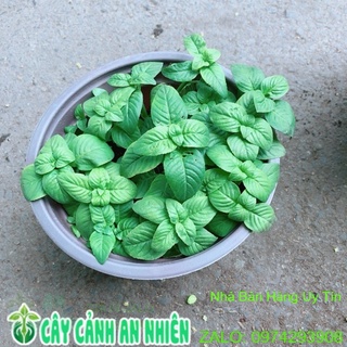 Chậu cây rau quế vị