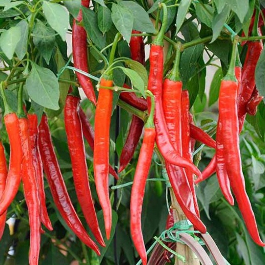 Hạt giống ớt siêu cay (gói 60 hạt, tặng kèm phân)