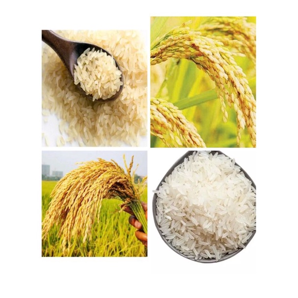 Hạt giống lúa lứt tẻ thơm, lúa lứt Séng cù gói 1kg