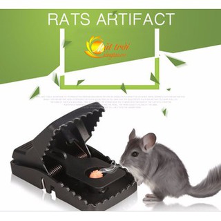 Kẹp bẫy chuột bẫy là dính