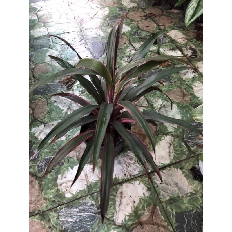 Cây phát tài xanh Singapore