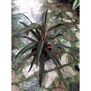 Cây phát tài xanh Singapore