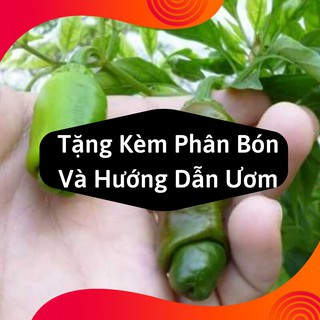 Combo 2 Gói Hạt Giống Ớt Cu Tý