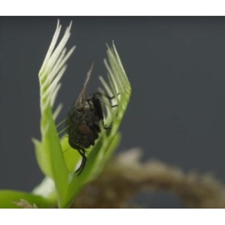 Chậu cây bẫy kẹp bắt mồi - Venus Flytrap