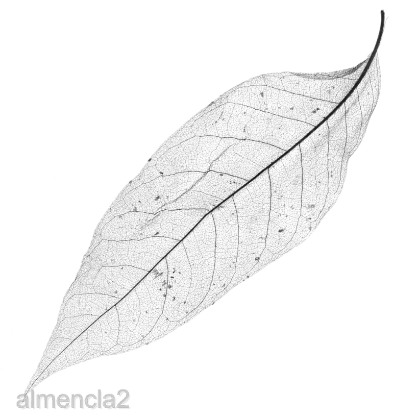 [ALMENCLA2] 100x Magnolia Skeleton Leaf Leaves for Scrapbook Craft Wedding Black Coffee