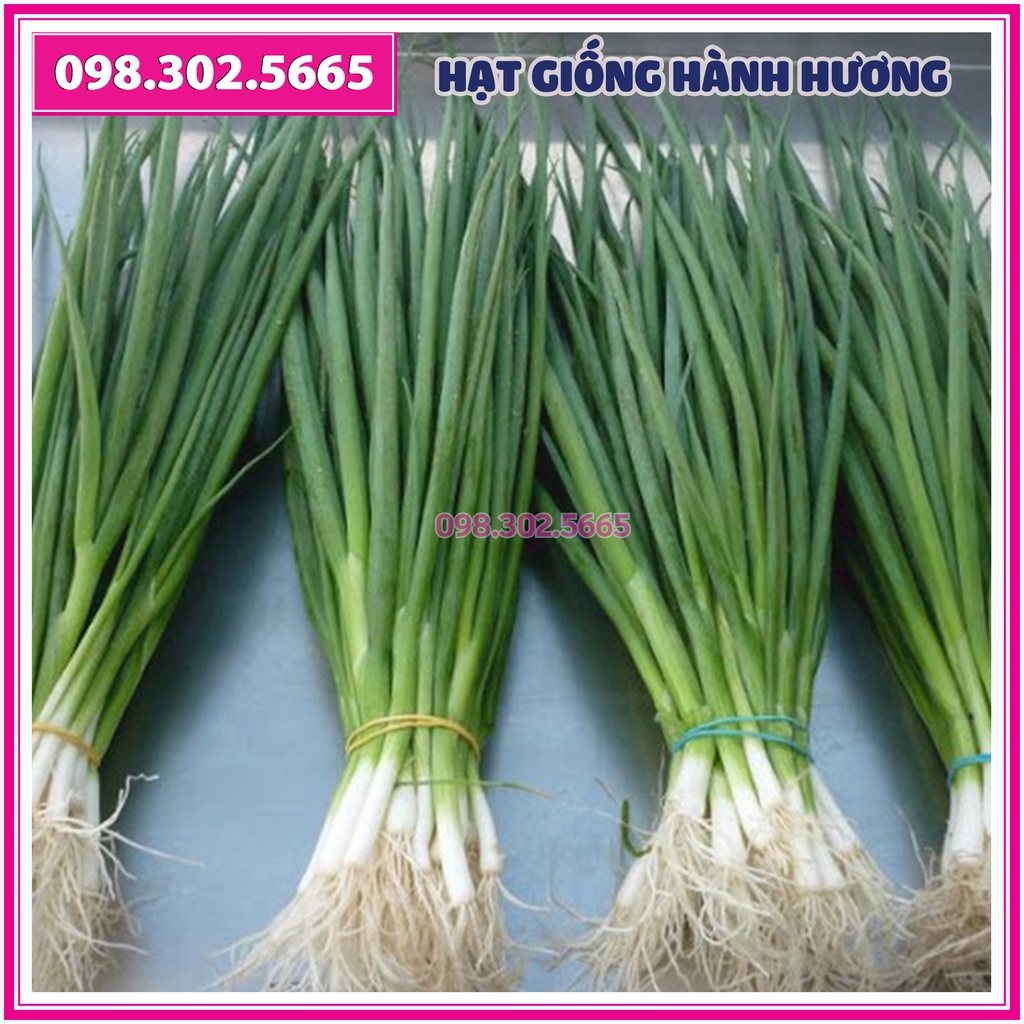 Hạt giống hành hương, hành lá, hành hoa - gói 5 gam - Năng suất cao, kháng sâu bệnh