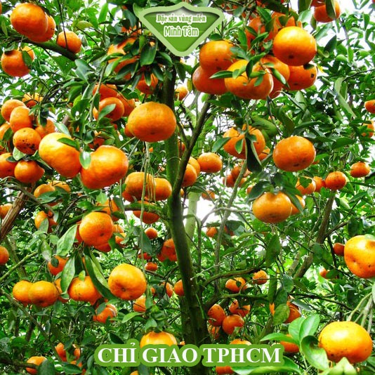 Quýt thái chín cây tươi ngon