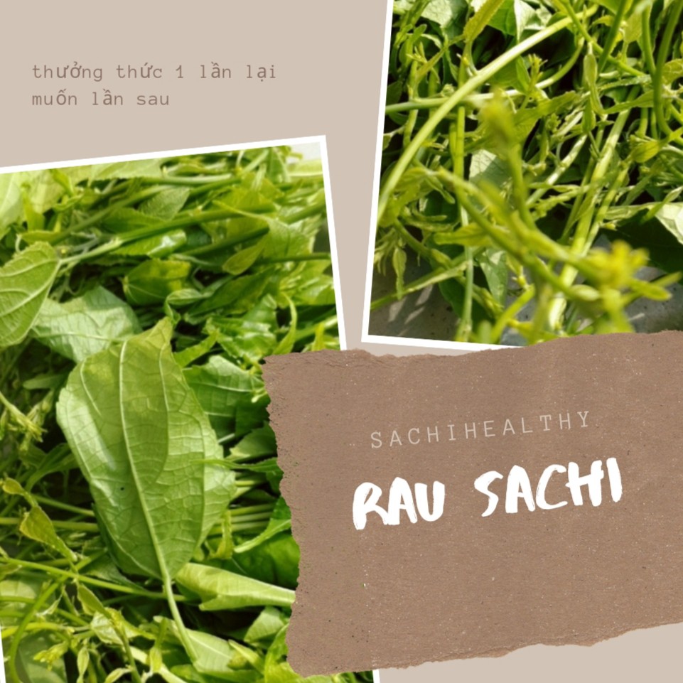 RAU SACHI TẠI FARM SACHIHEALTHY
