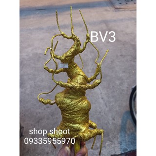 Gốc kim tiền vàng bv3 30cm