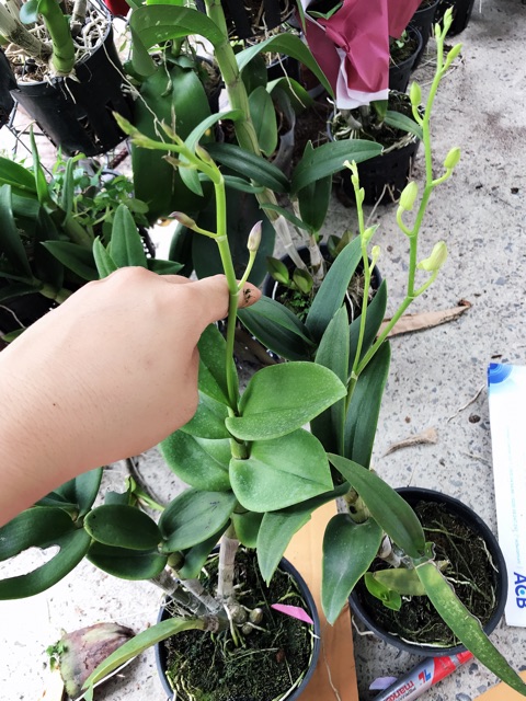 Hoa Lan Denro vàng lưỡi tím thơm nhẹ