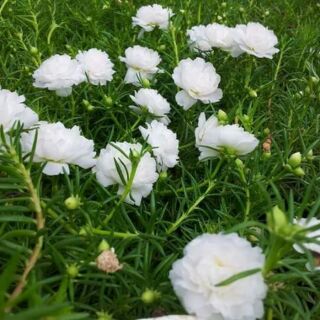 Hoa mười giờ